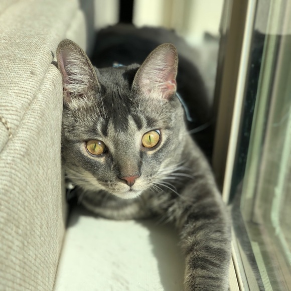 Meet your Posher, Amanda - Picture 1 of 1